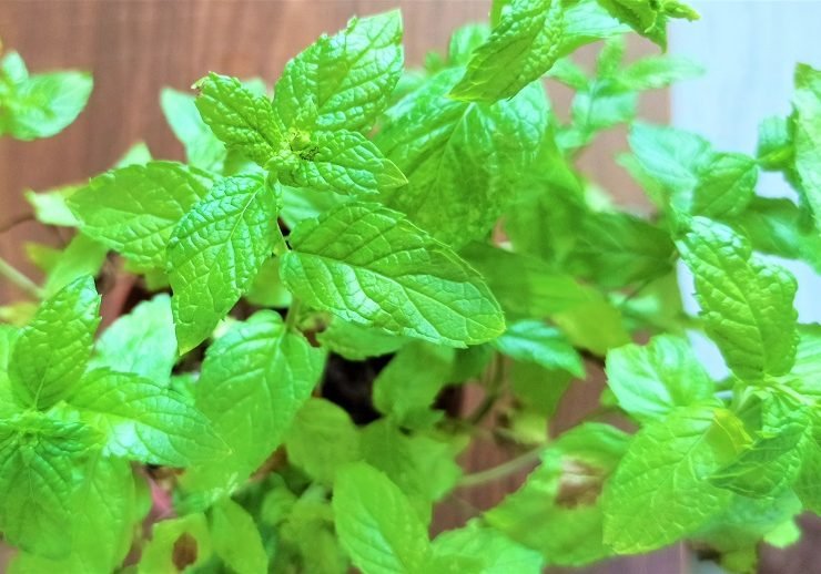 在我们的后院种植留兰香
