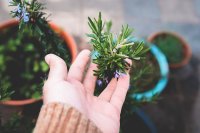 如何在家里种植迷迭香