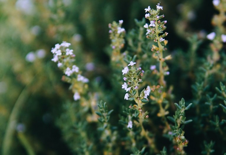 百里香植物信息