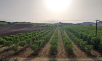种植杏仁树以获取利润