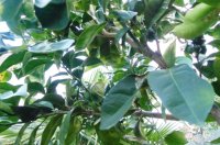 种植橙子树