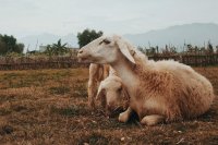 选择奶绵羊或肉用绵羊