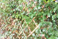 风车茉莉