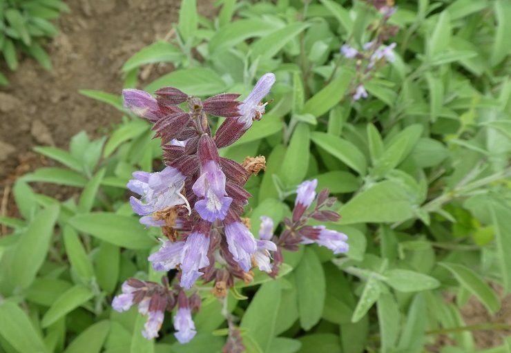 8 fatti sulla Salvia che probabilmente hai ignorato
