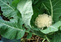 Come coltivare facilmente il cavolfiore a casa - Coltivazione del cavolfiore nel cortile