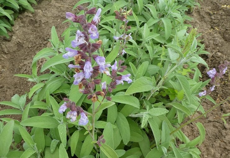 Come coltivare la salvia comune - Per principianti