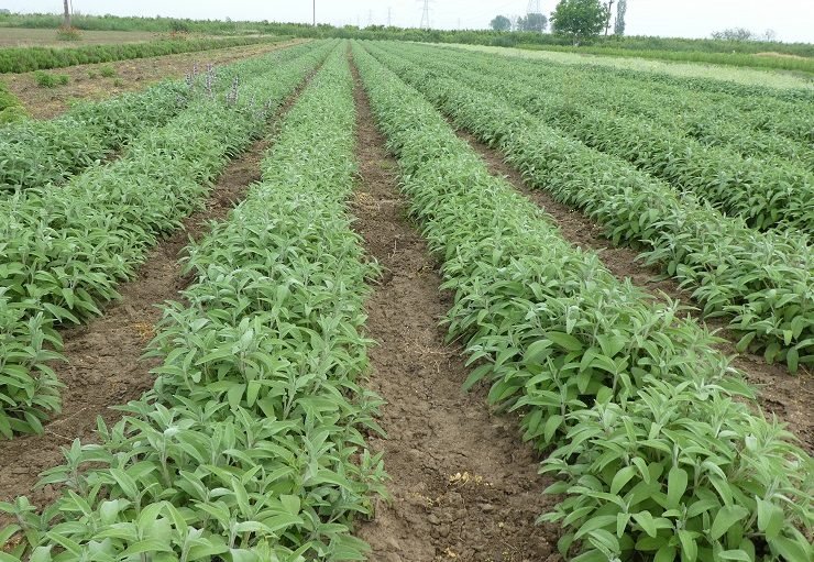 Come coltivare la salvia comune a scopo commerciale - Produzione commerciale di salvia comune