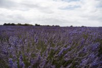 Lavendel-Düngemittelbedarf - Lavendel düngen