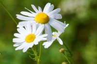 Resa dell’olio essenziale di camomilla tedesca - camomilla coltivazione