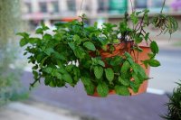Wie man Pfefferminze zu Hause anbaut - Kann man Minze in der Wohnung halten?