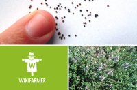 Wie man Thymian aus Samen zieht - Wie zieht man Thymian?