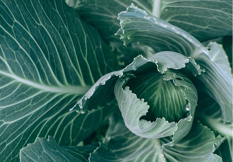卷心菜的植物信息、营养和健康益处