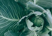 卷心菜的植物信息、营养和健康益处