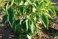在我们的后院种植甜辣椒和红辣椒