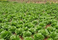 如何种植生菜-从播种到收获的完整生长指南