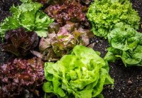 生菜植物信息。资讯及用途