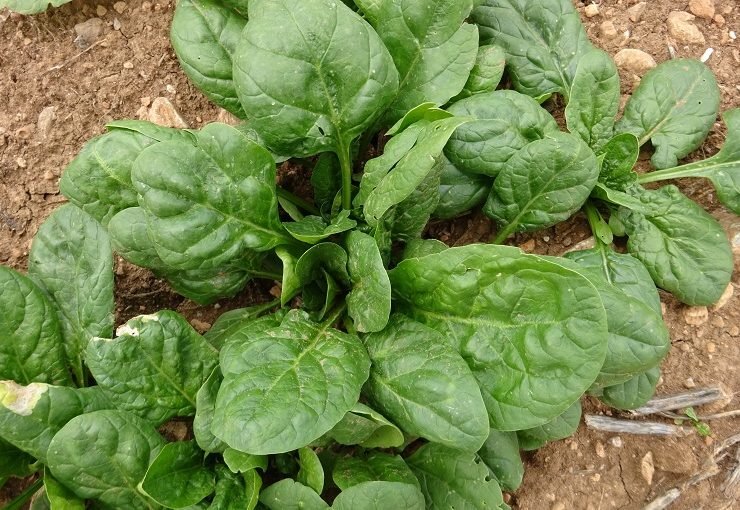 菠菜的植物信息和用途