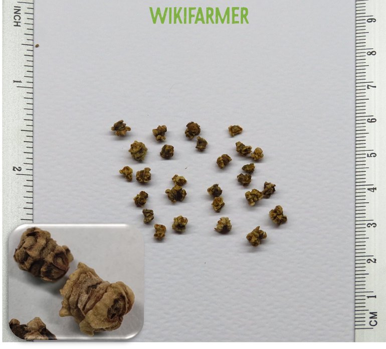 Beta vulgaris - Beetroot seeds