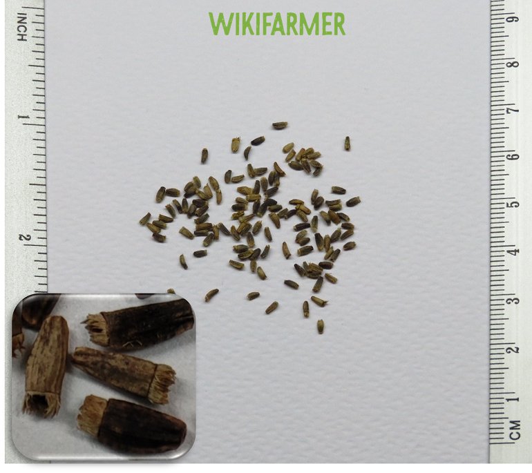 Cichorium intybus - Leaf Chicory seeds