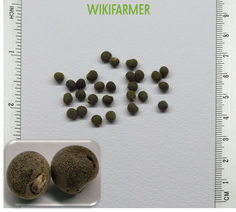Hibiscus esculentus - Okra seeds