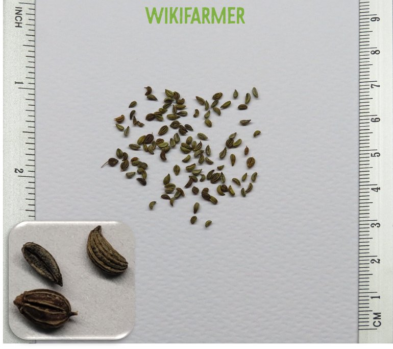 Petroselinum crispum - Parsley seeds