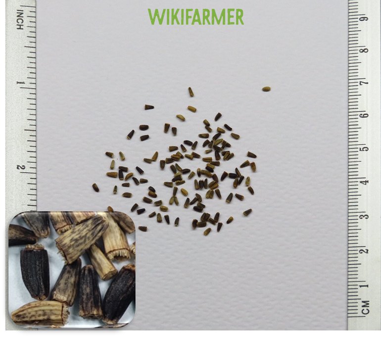 Cichorium intybus - Leaf Chicory seeds