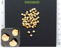 Capsicum annuum - Pepper seeds