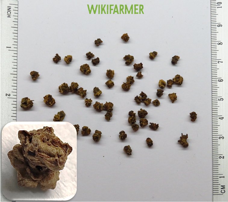 Beta vulgaris L. - Beetroot seeds
