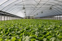Qué es la agricultura en entornos controlados (AEC) ¿Qué es la agricultura en entornos controlados (AEC)?
