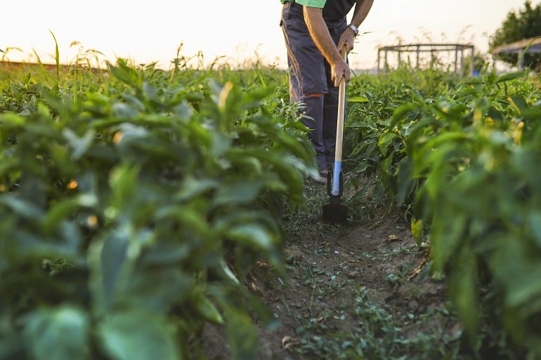 What is no till-farming?