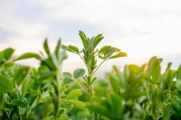 पुनर्योजी कृषि (Regenerative Agriculture) क्या है?