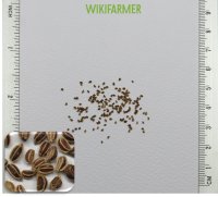 Apium graveolens - كرفس بذور