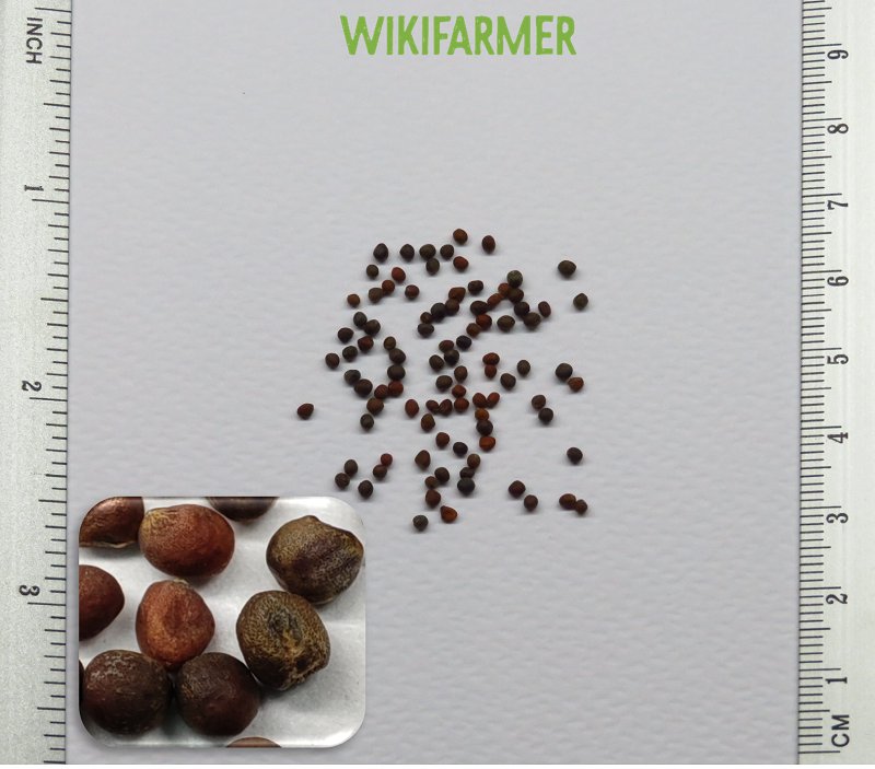 Brassica oleracea - قنبيط أخضر بذور