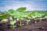 Control de malezas en el cultivo de girasol