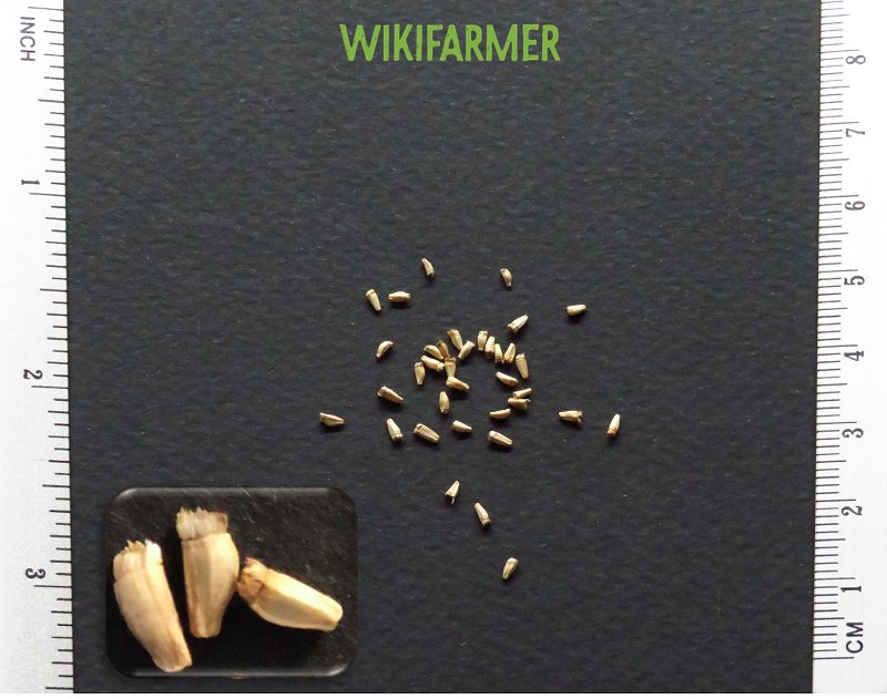 Graines de cichorium endivia crispum