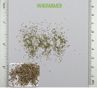 Matricharia chamomilla - البابونجبذور