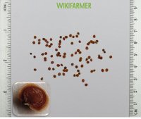 Alyssum oxycarpum - Бурачо́к семена