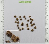 Beta vulgaris - شمندر أحمربذور