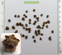 Beta vulgaris L. - شمندر أحمر بذور