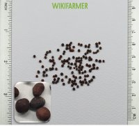 Brassica oleracea botrytis - 콜리플라워 씨앗