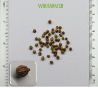 Coriandrum sativum L.-고수 씨앗 Coriandrum sativum L. - 고수 씨앗