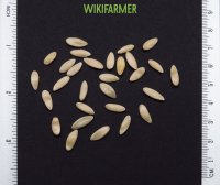 Cucumber persica - огурец семена
