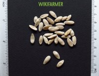 Cucumis adzhur - Огурец обыкновенный семена