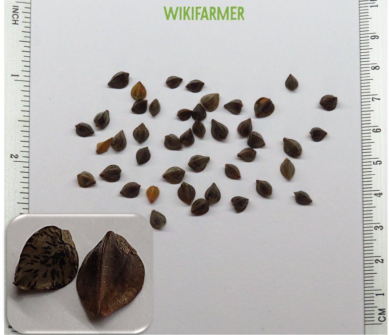 Fagopyrum esculentum - حنطة سوداءبذور