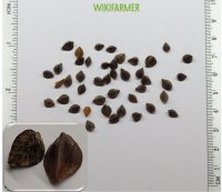 Fagopyrum esculentum - Karabuğday tohumlar