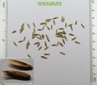 Lolium perenne tohumlar