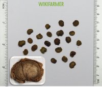 Lunaria annua - वार्षिक ईमानदारी बीज