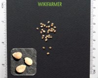 Lycopersicon esculentum - طماطم بذور
