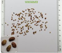 Medicago sativa - 자주개자리 씨앗