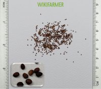 Origanum majorana L. - 마조람 씨앗
